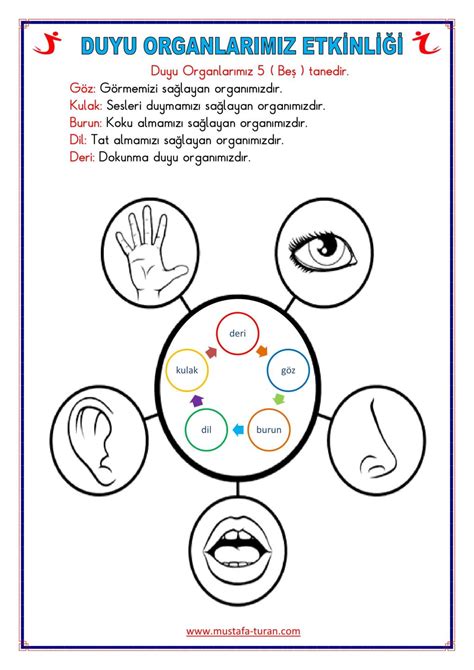 Beş duyu organımız göz